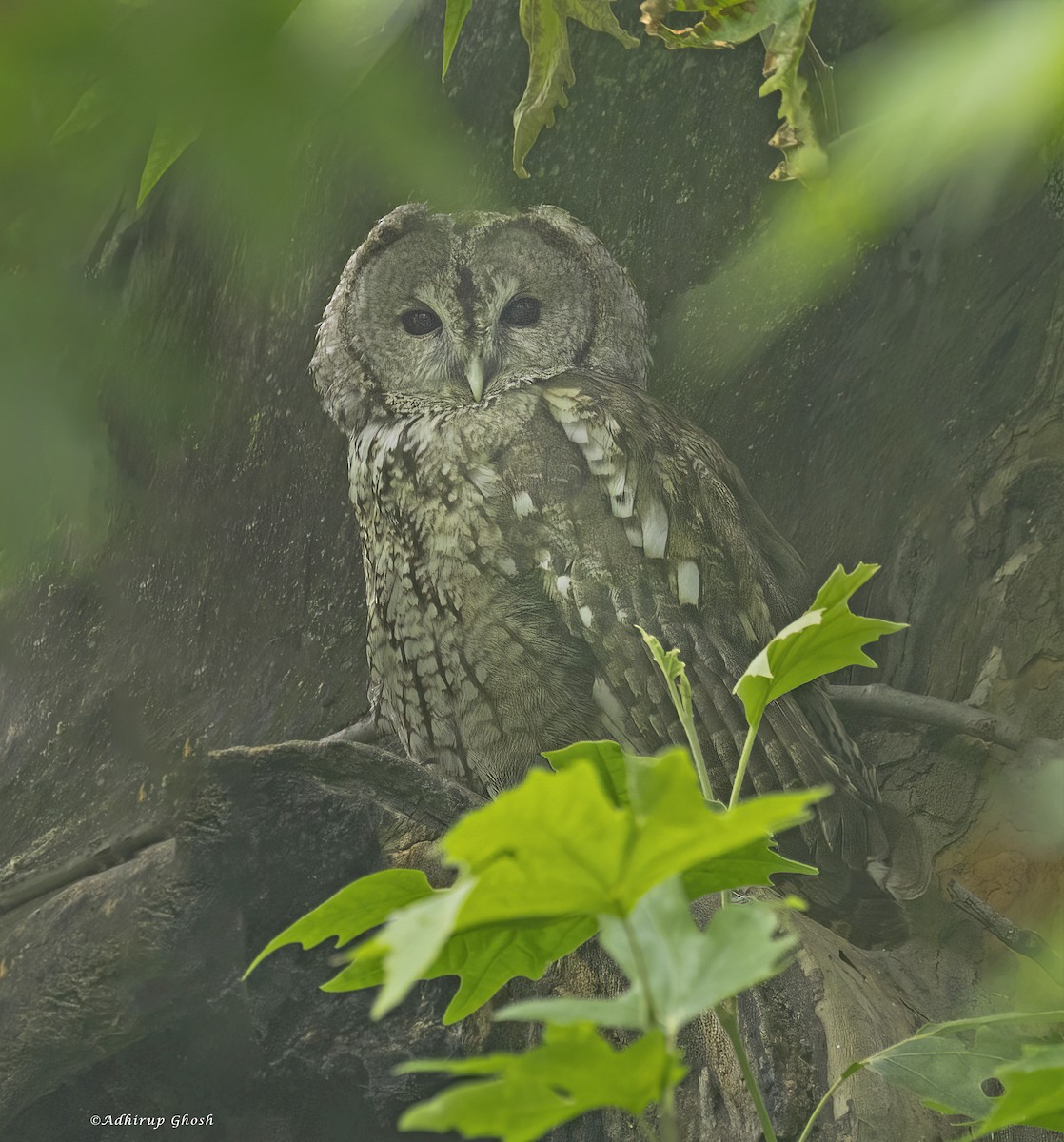 Tawny Owl - ML591660661