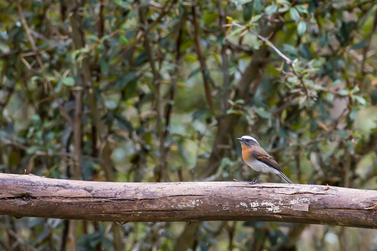 Rufous-breasted Chat-Tyrant - ML591663461