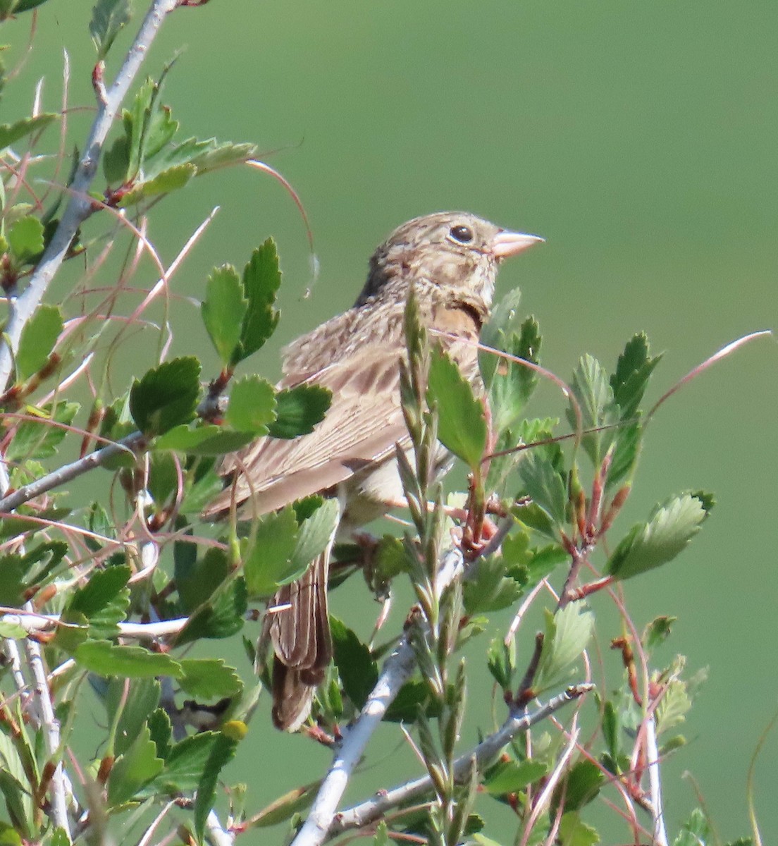 Grasshopper Sparrow - ML591665061