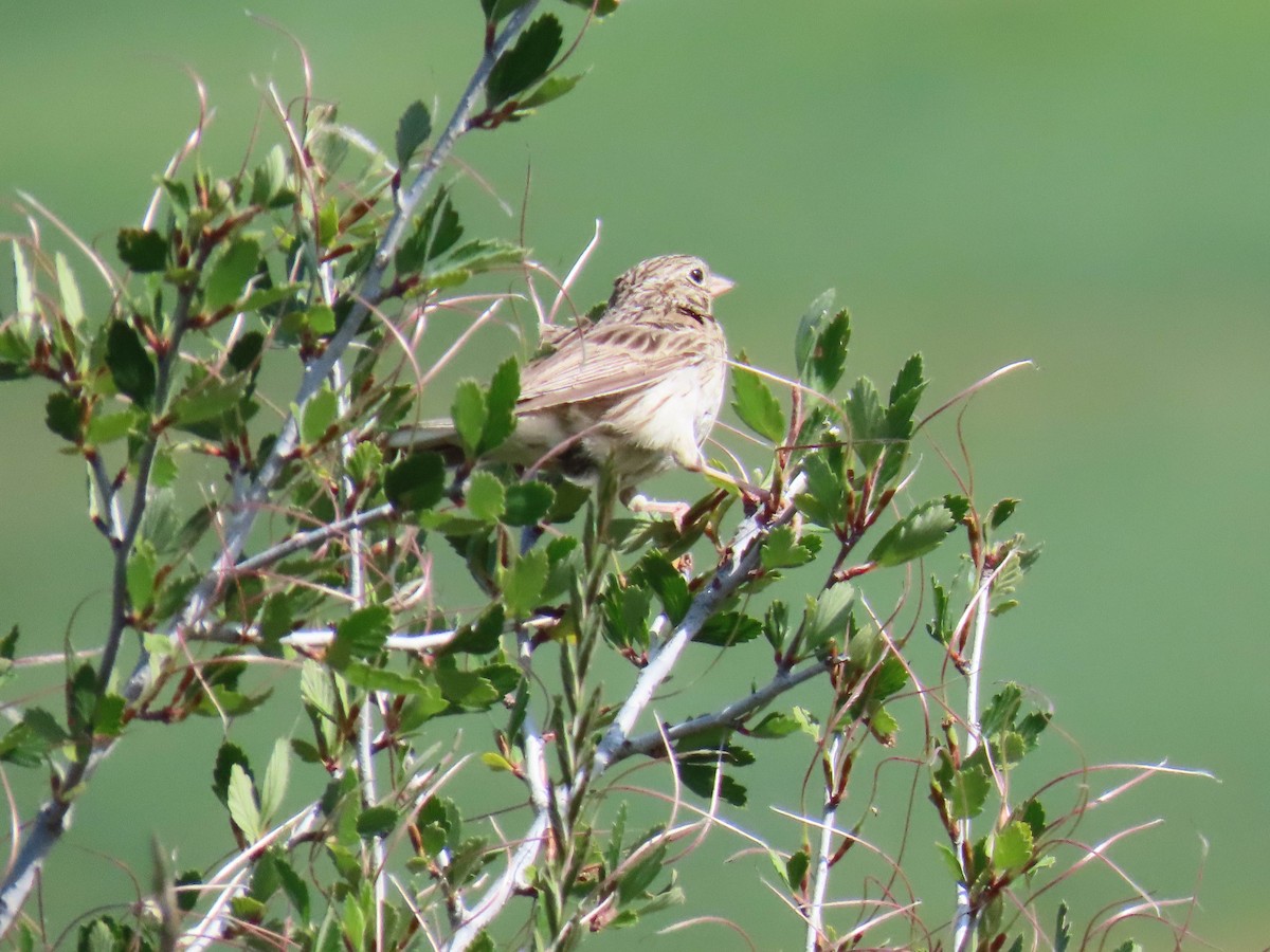 Grasshopper Sparrow - ML591665071