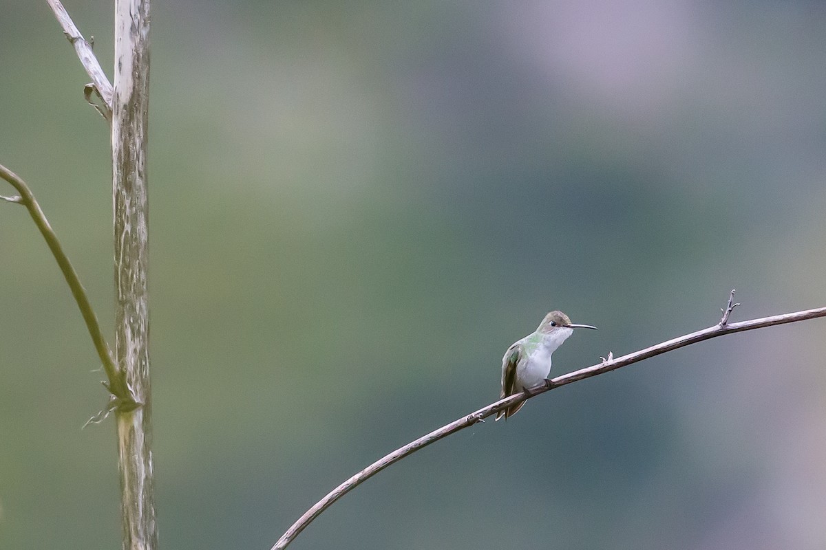 White-bellied Hummingbird - ML591665541