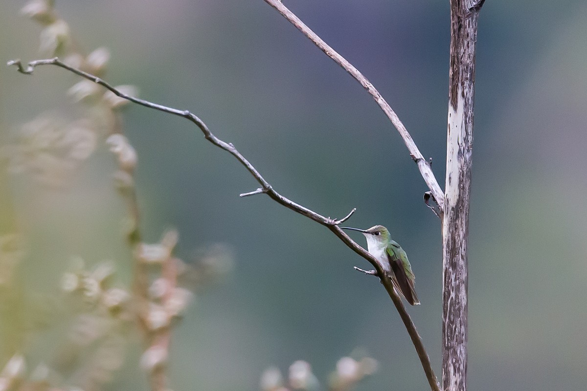 White-bellied Hummingbird - ML591665551