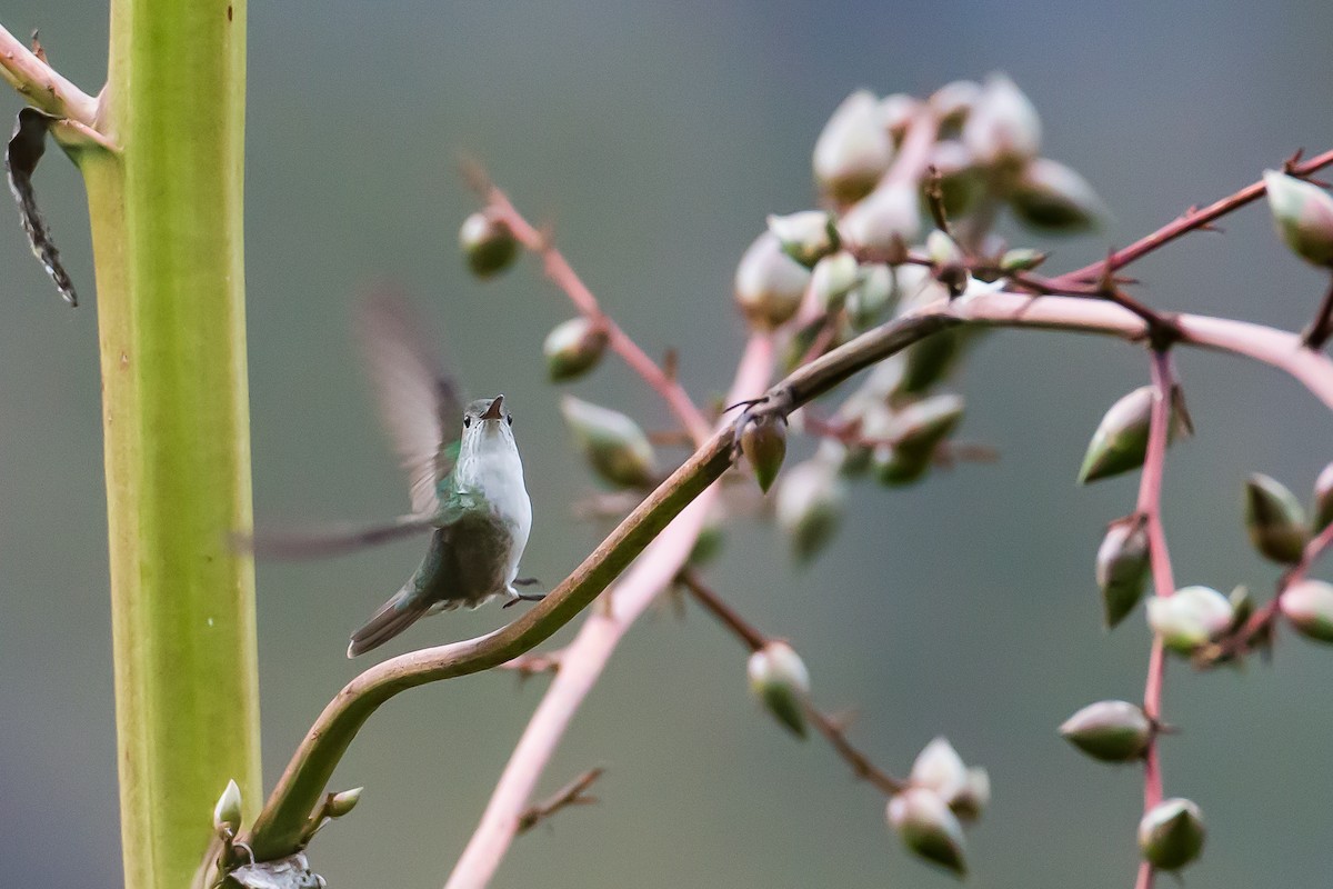 White-bellied Hummingbird - ML591665561