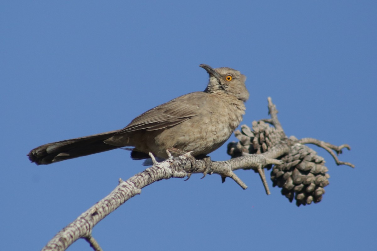 Curve-billed Thrasher at Mohave Community College Park by Bentley Colwill