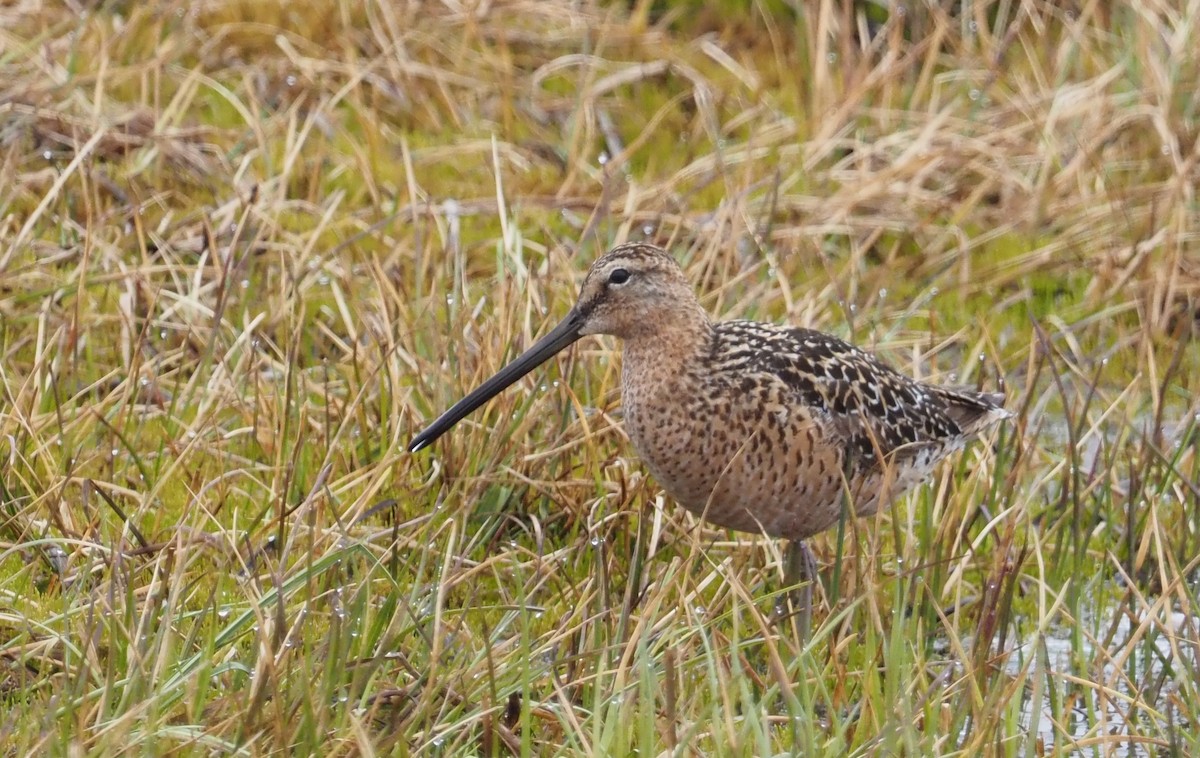Long-billed Dowitcher - ML591667221