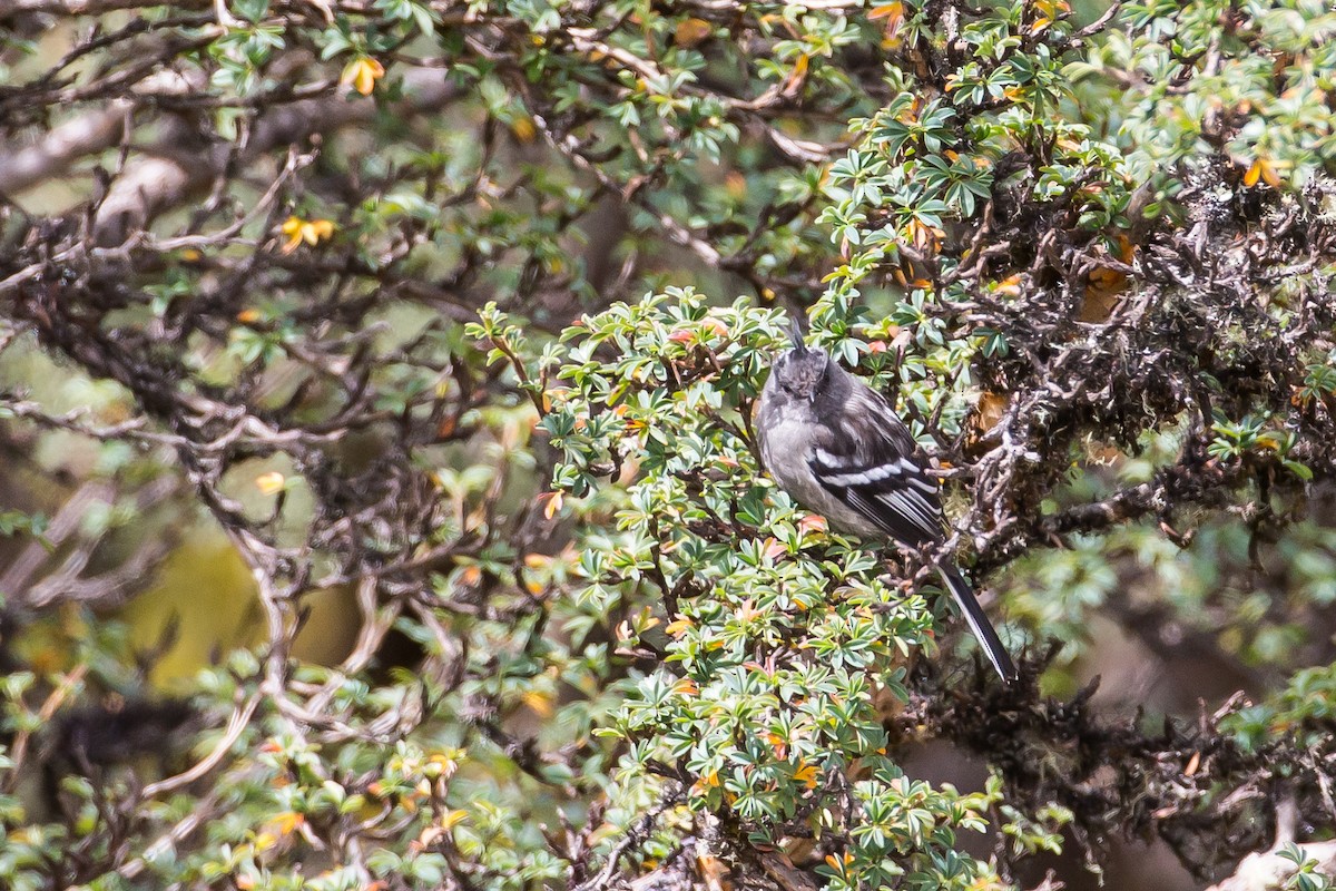 Ash-breasted Tit-Tyrant - ML591668931