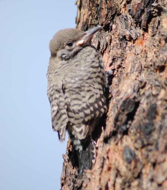 Fledgling. - Northern Flicker - 