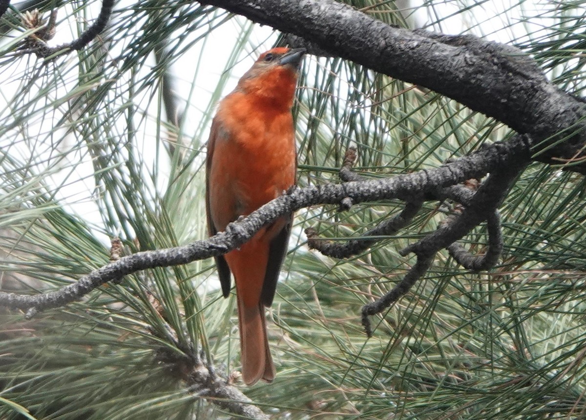 Hepatic Tanager - ML591672161