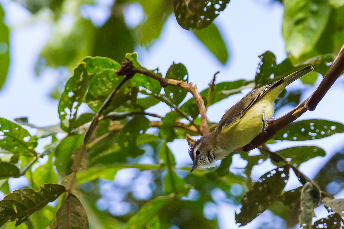 Brown-capped Vireo - Anonymous