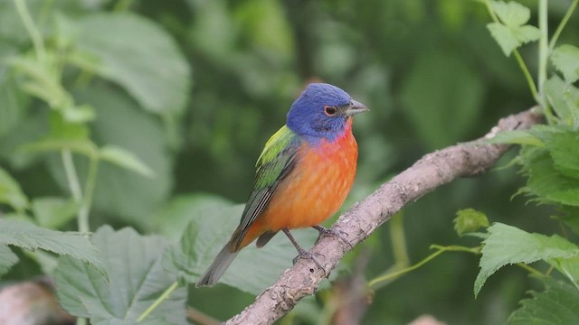 Painted Bunting - ML591675211