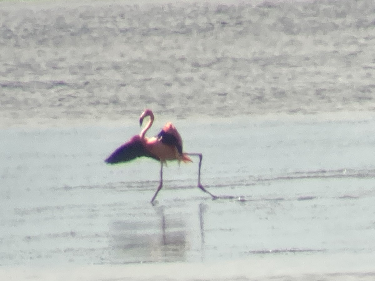 American Flamingo - ML591675961