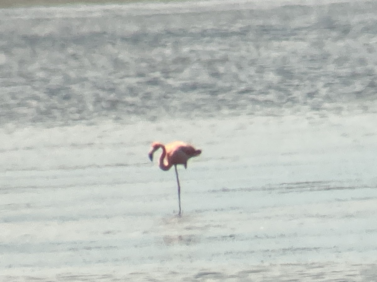 American Flamingo - ML591675981