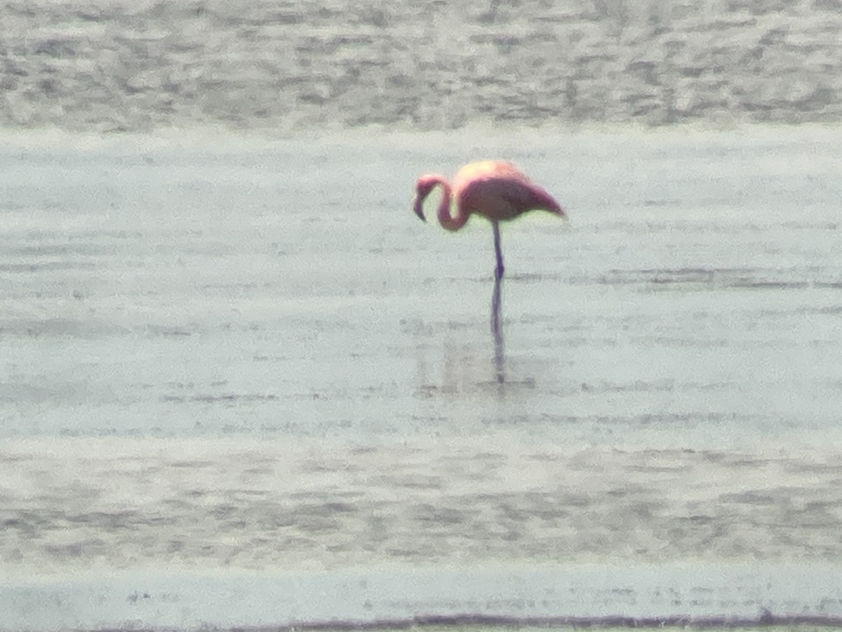 American Flamingo - ML591676001