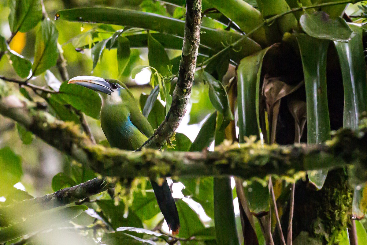 Blue-banded Toucanet - Anonymous