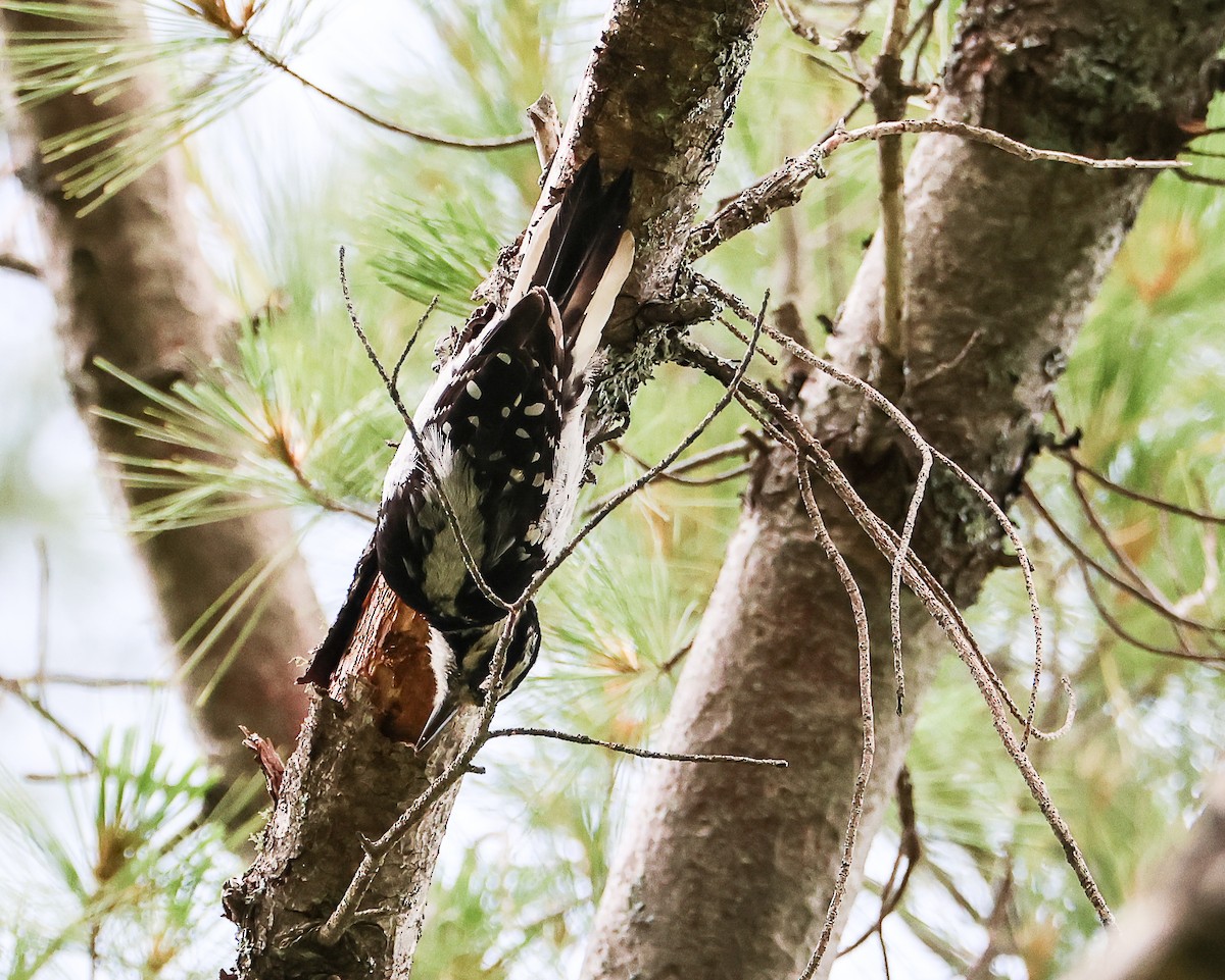 Hairy Woodpecker - ML591676491