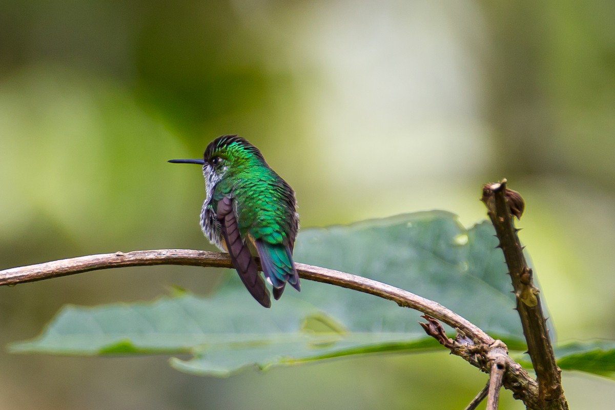 kolibřík zelenobílý - ML591676691