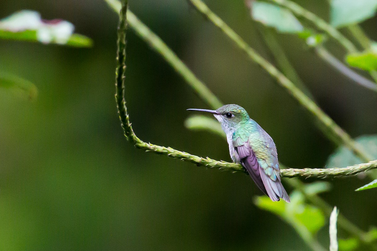 kolibřík zelenobílý - ML591676821