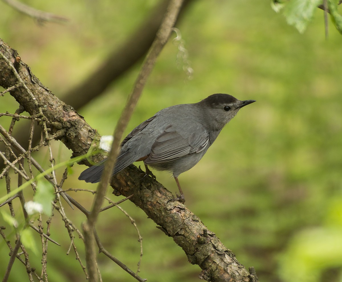 Gray Catbird - Marcina Trimmell