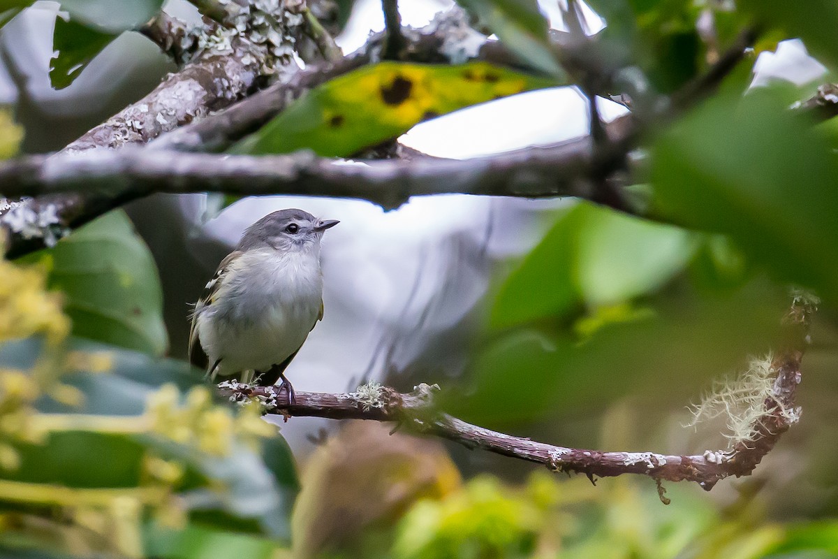 Sclater's Tyrannulet - Anonymous