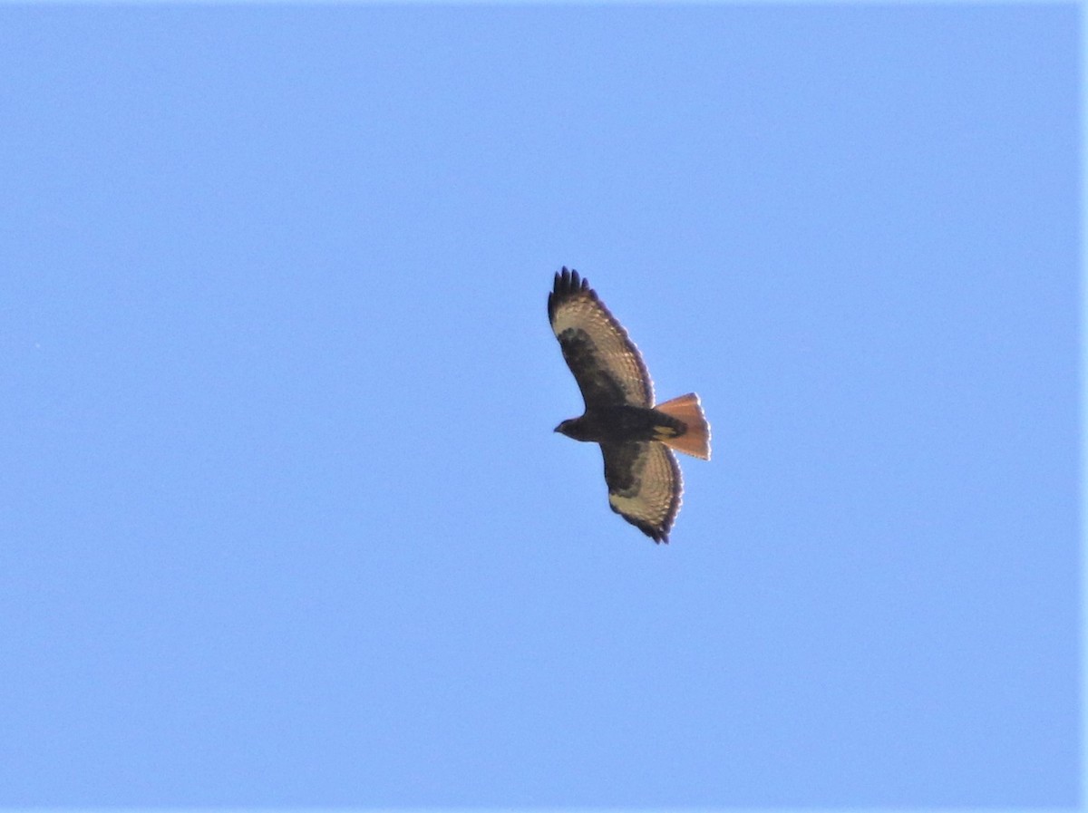 Red-tailed Hawk - ML591684471