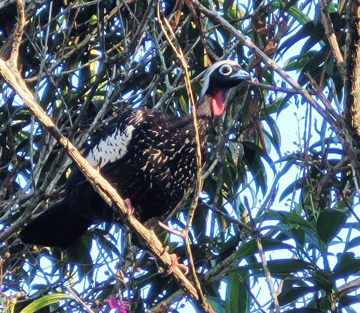 Black-fronted Piping-Guan - ML591684931