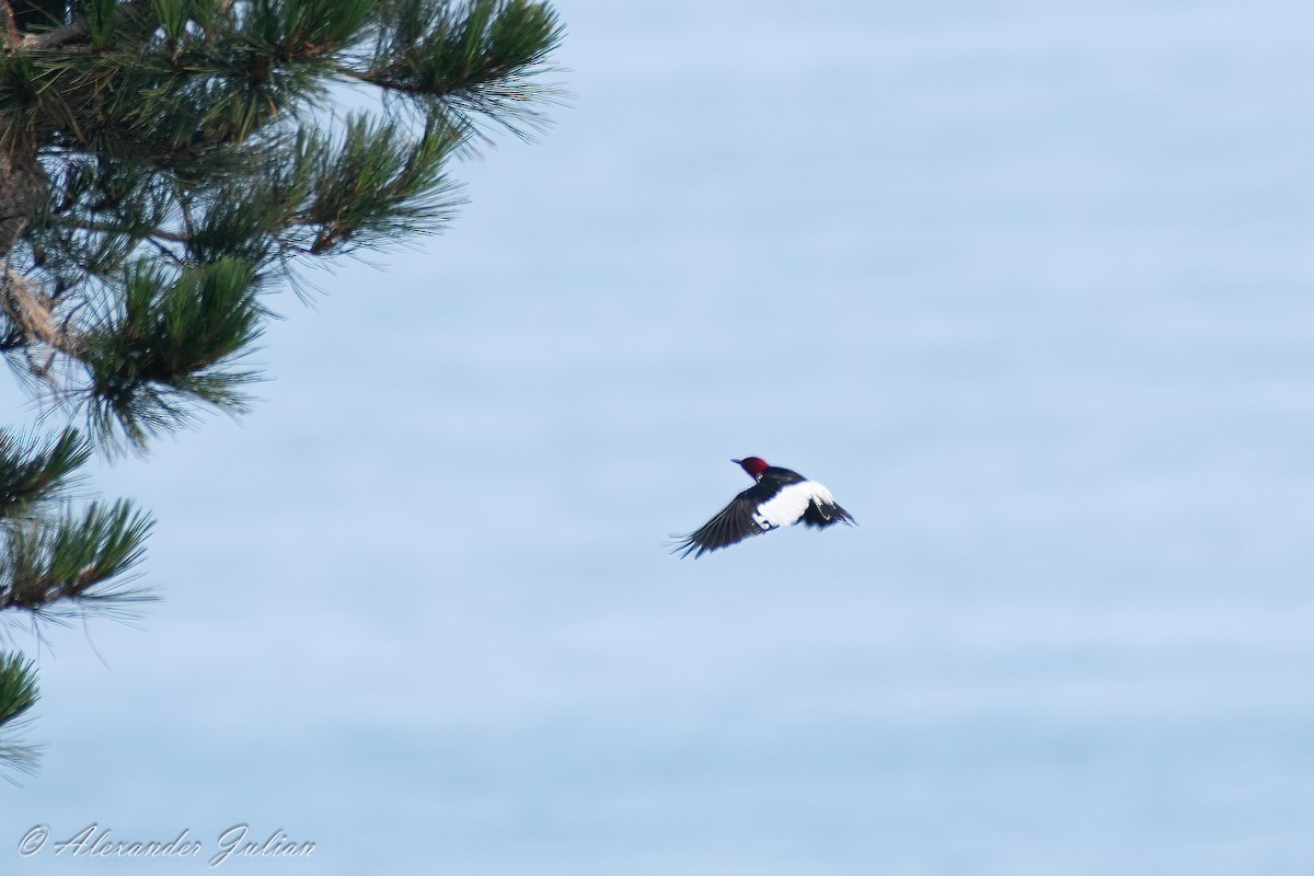 Red-headed Woodpecker - ML591687261