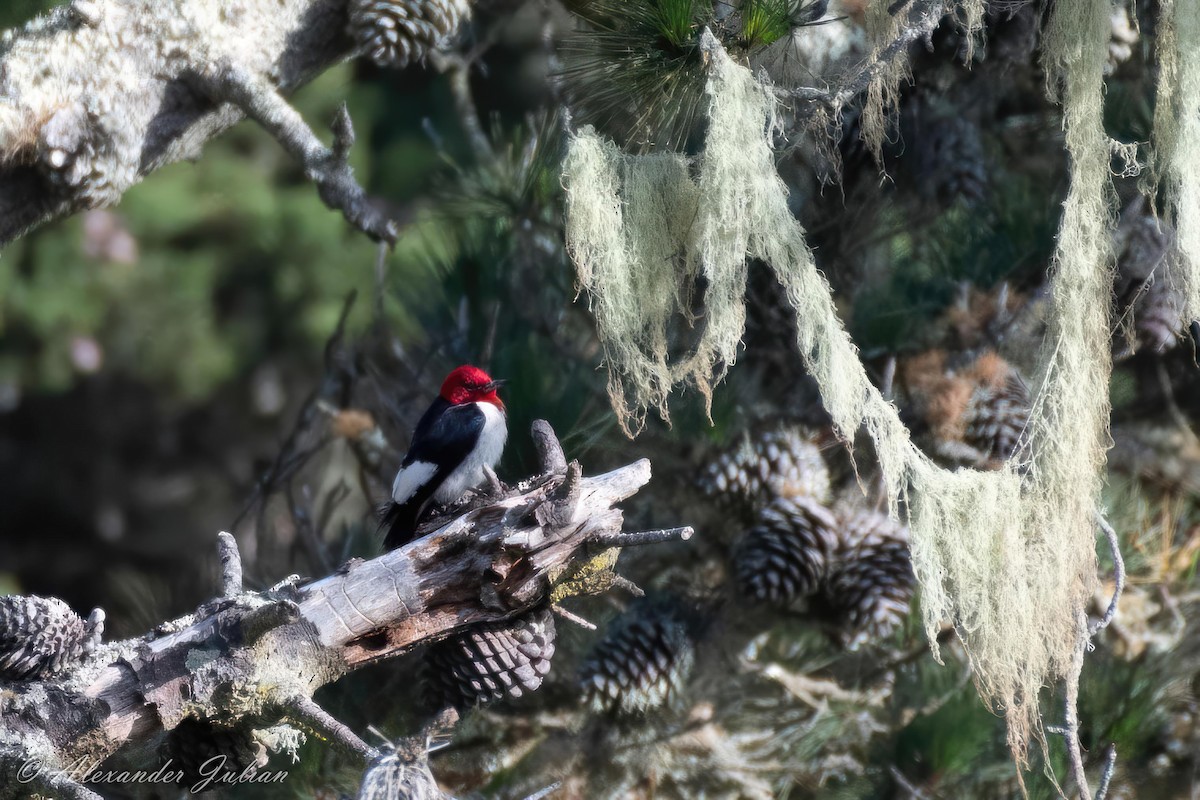 Red-headed Woodpecker - ML591687271