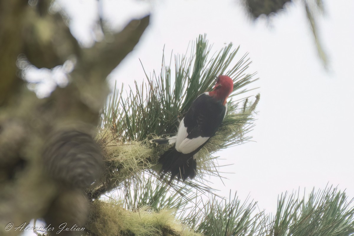 Red-headed Woodpecker - ML591687601