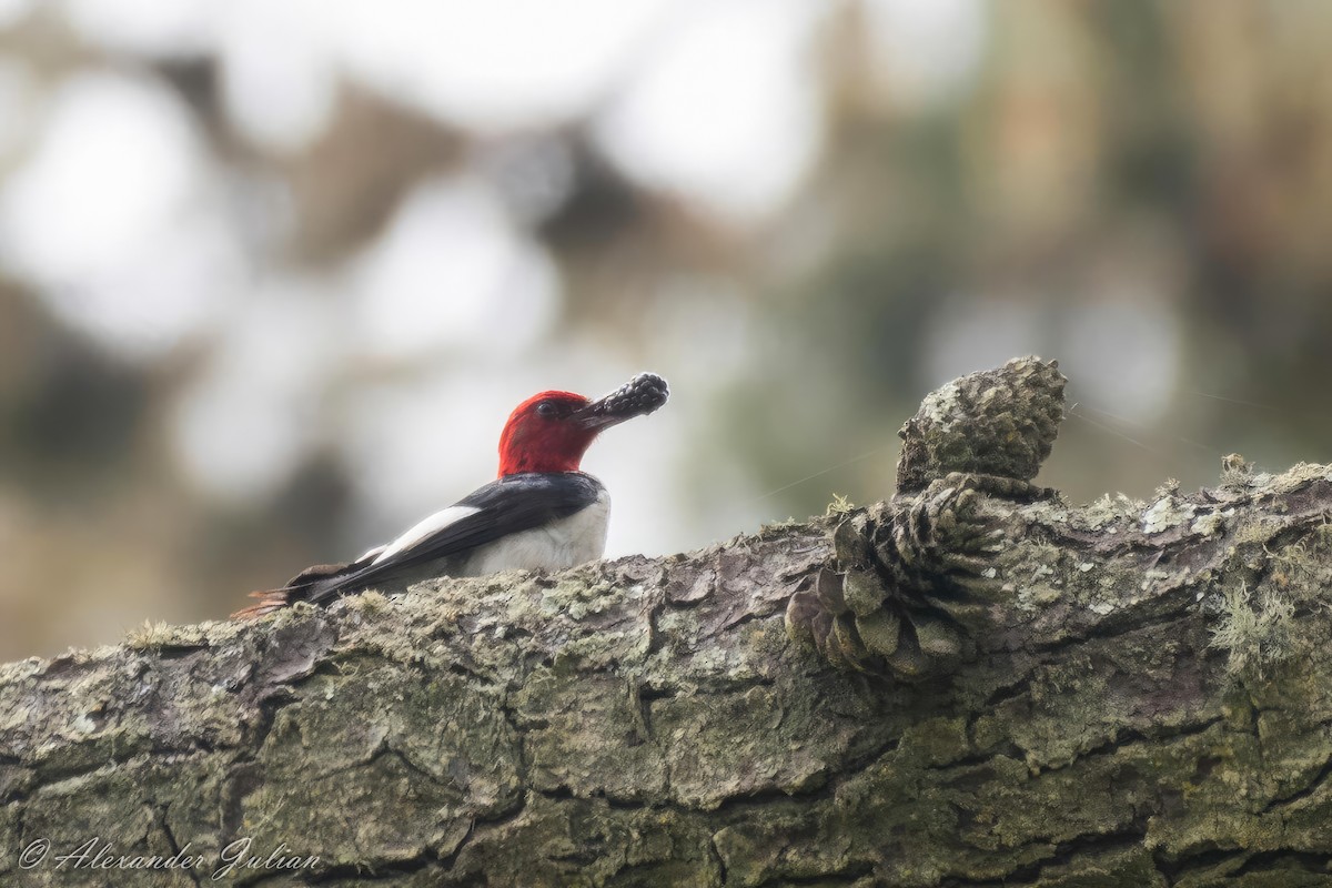 Red-headed Woodpecker - ML591687681