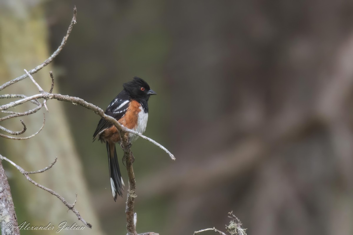 Spotted Towhee - ML591687751