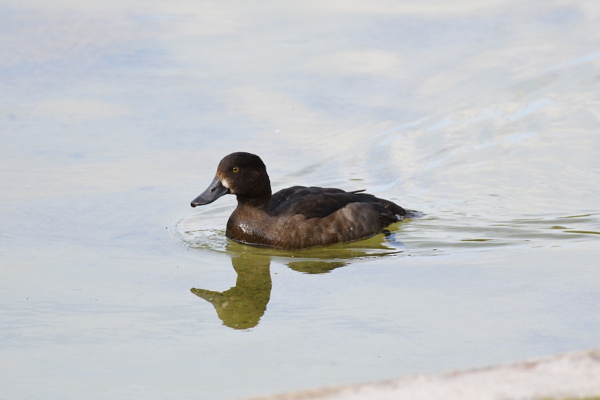Tufted Duck - ML591690801