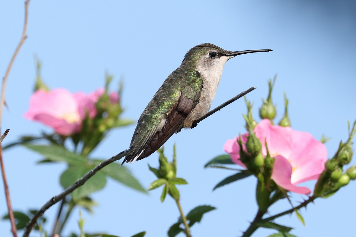 Ruby-throated Hummingbird - ML591691081