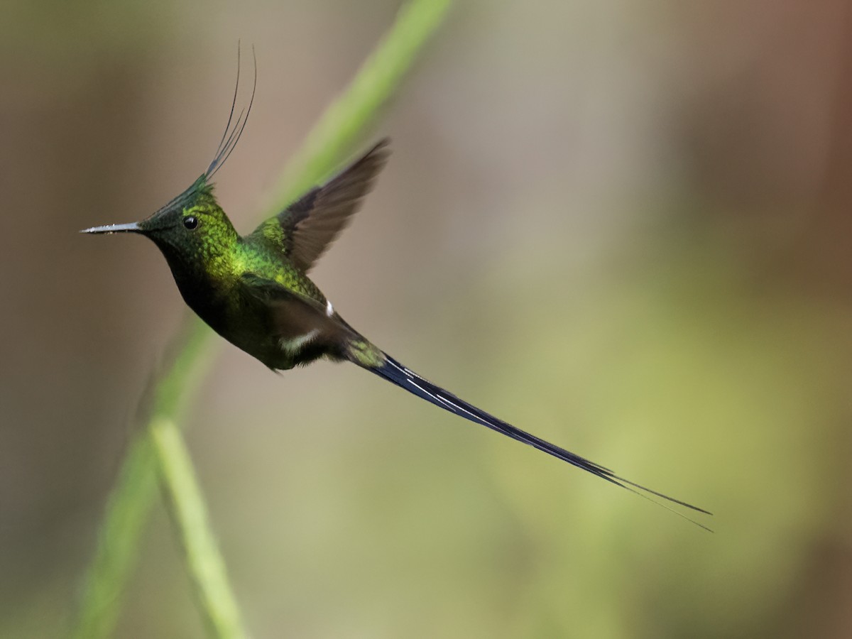 Wire-crested Thorntail - ML591692531