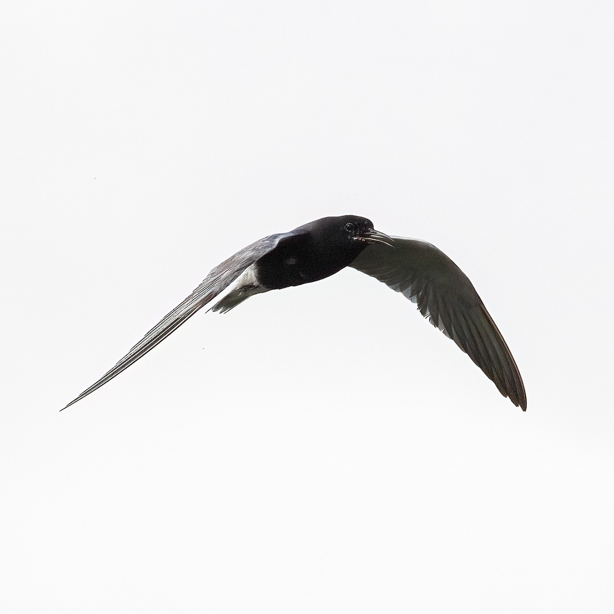 Black Tern - ML591694691
