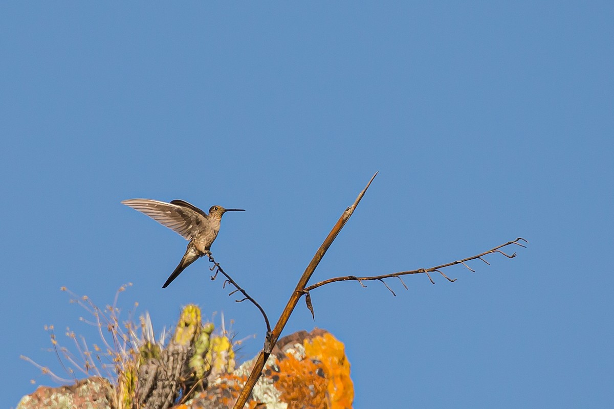 Giant Hummingbird - ML591694941