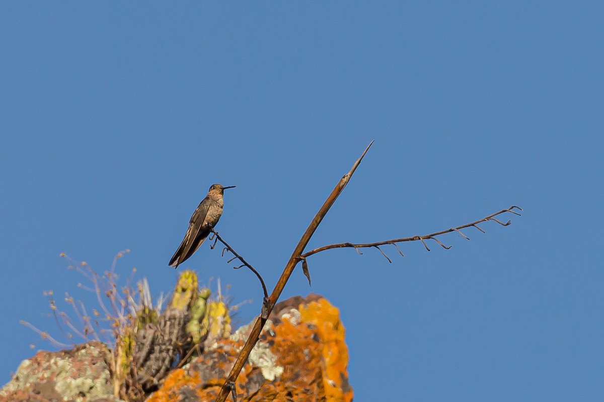 Giant Hummingbird - ML591694951
