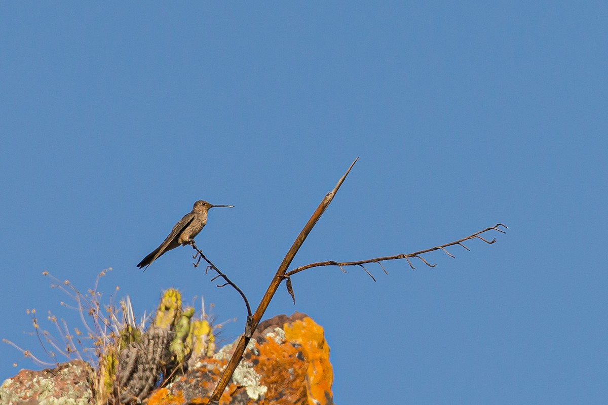 Giant Hummingbird - ML591694961