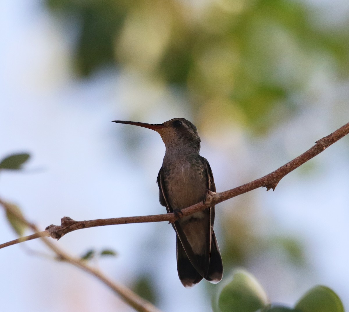 Tres Marias Hummingbird - ML591695851