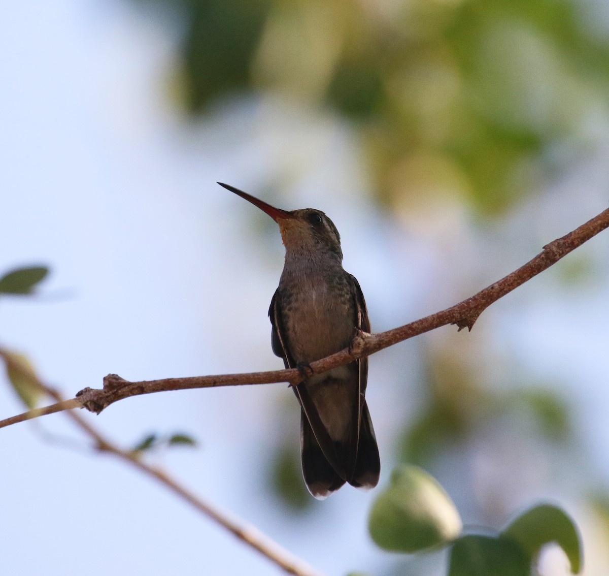 Tres Marias Hummingbird - ML591695861
