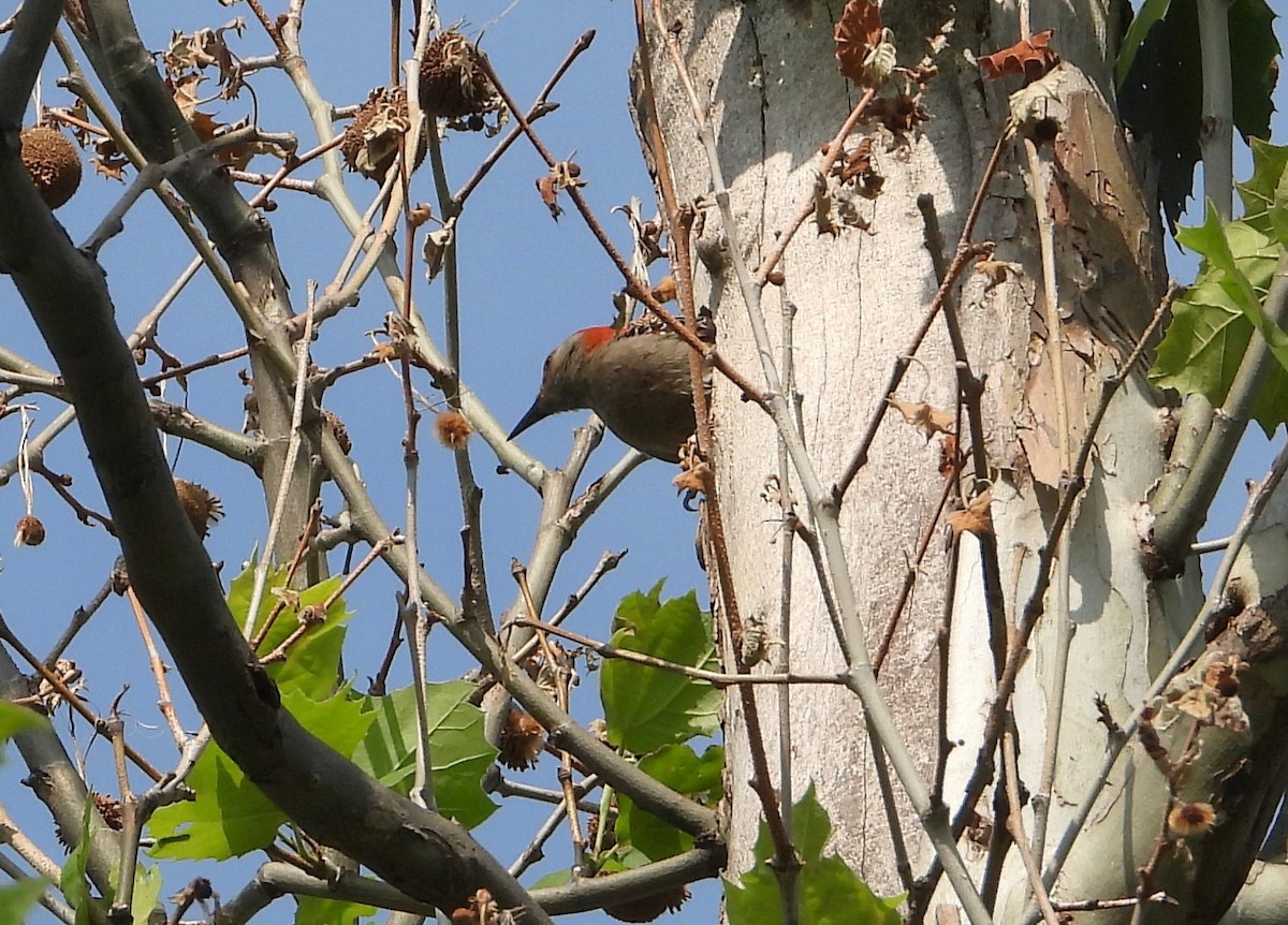 Red-bellied Woodpecker - ML591697891