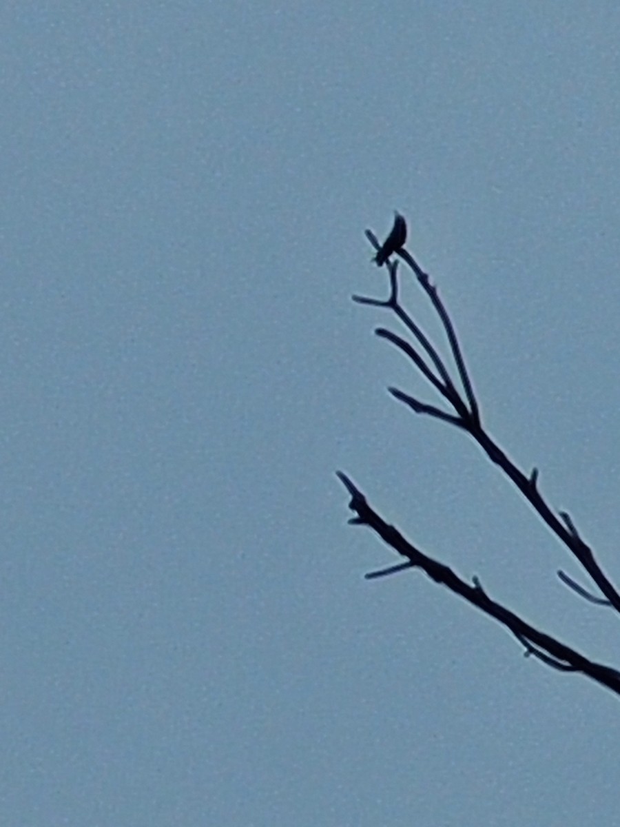 EBird Checklist 6 Jul 2023 Boston Nature Center Wildlife Sanctuary