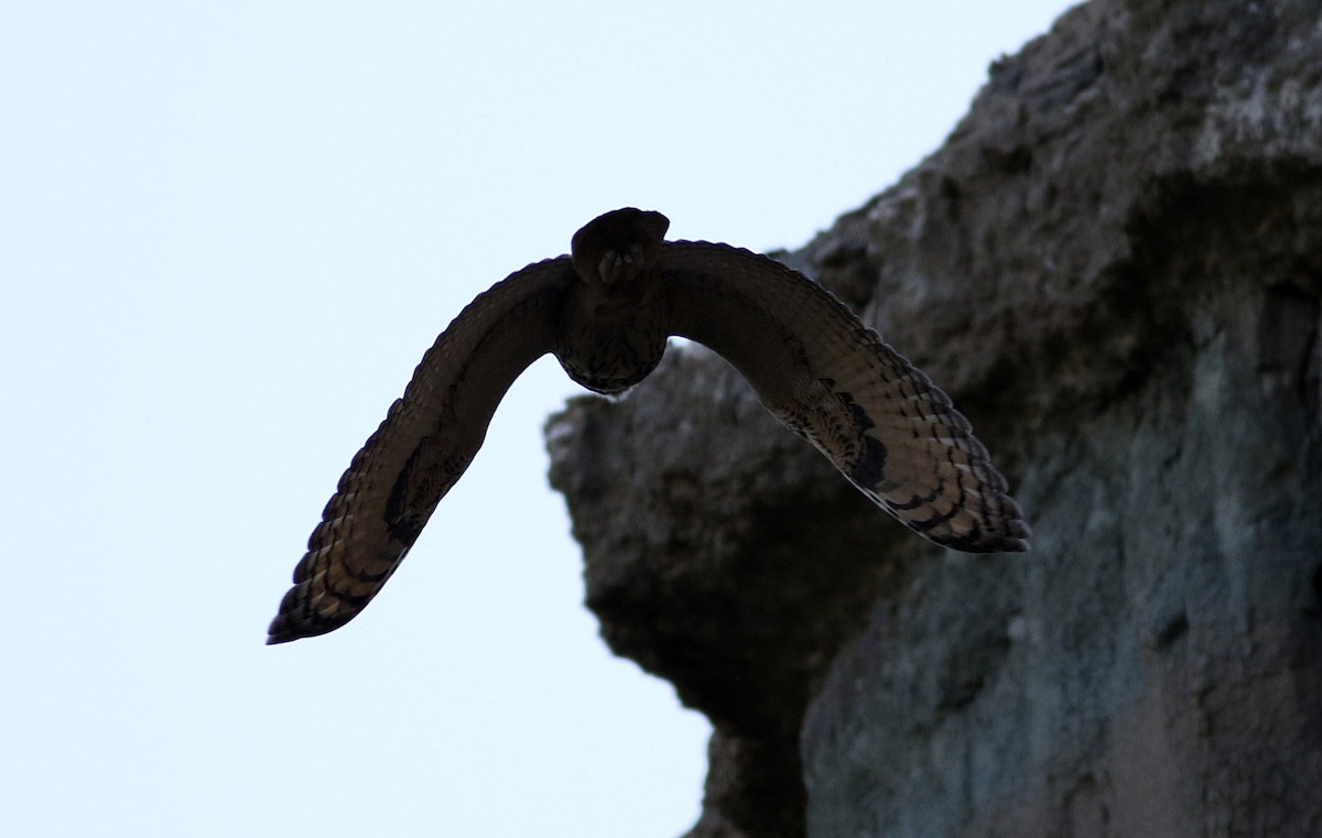 Eurasian Eagle-Owl - ML591699601