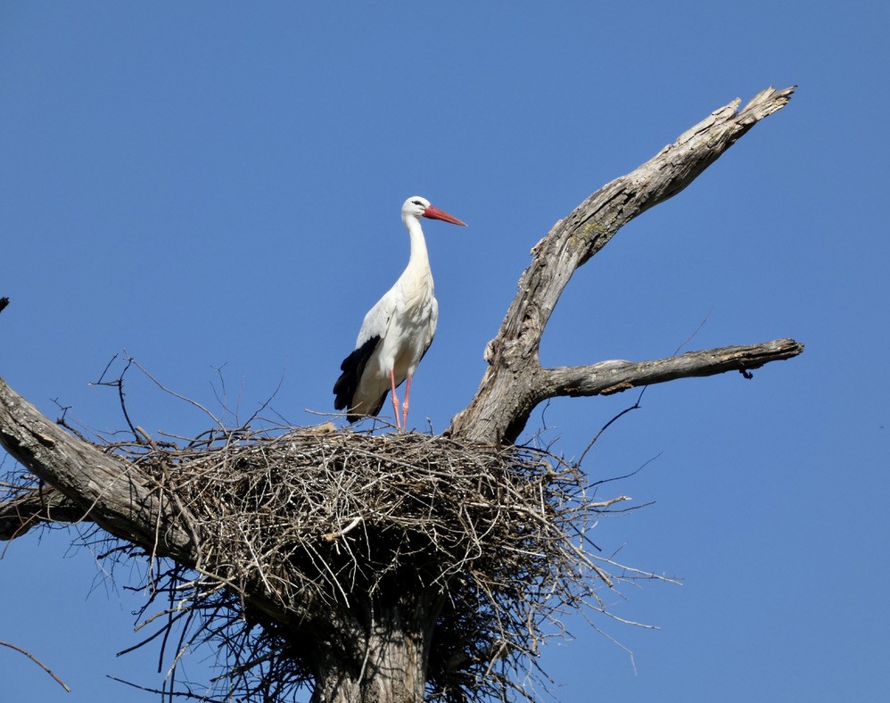 White Stork - ML591701531