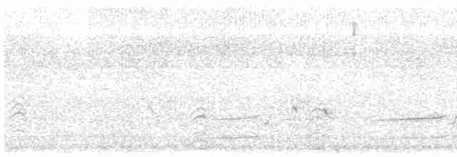 hvithalesvømmesnipe - ML591704481