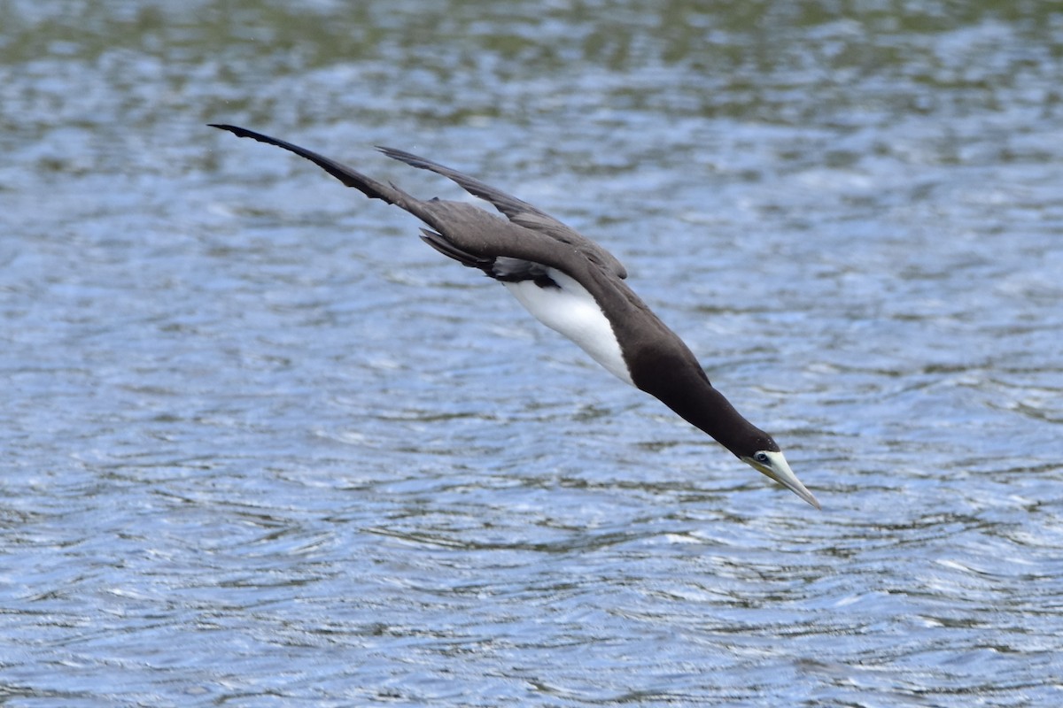 Brown Booby - ML591705861