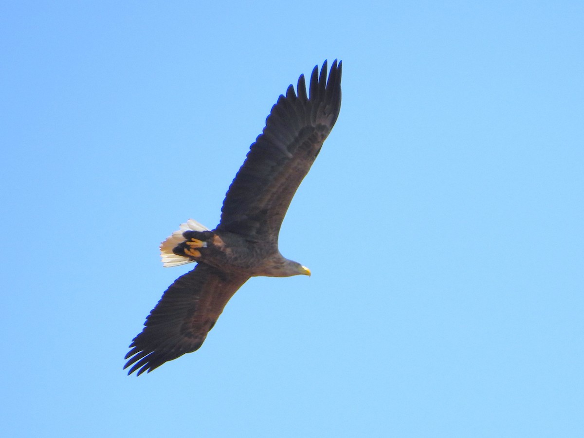 White-tailed Eagle - ML591706241