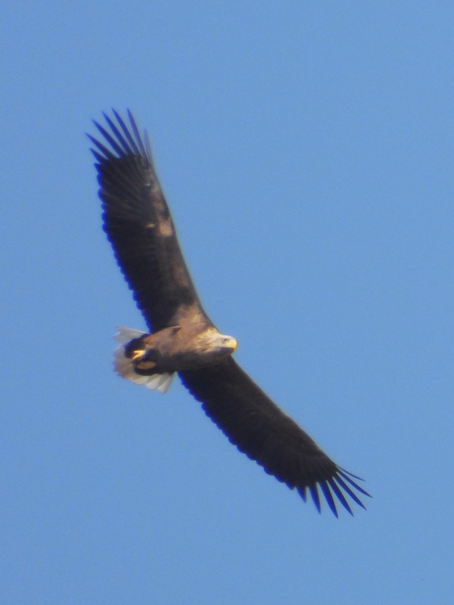 White-tailed Eagle - ML591706261