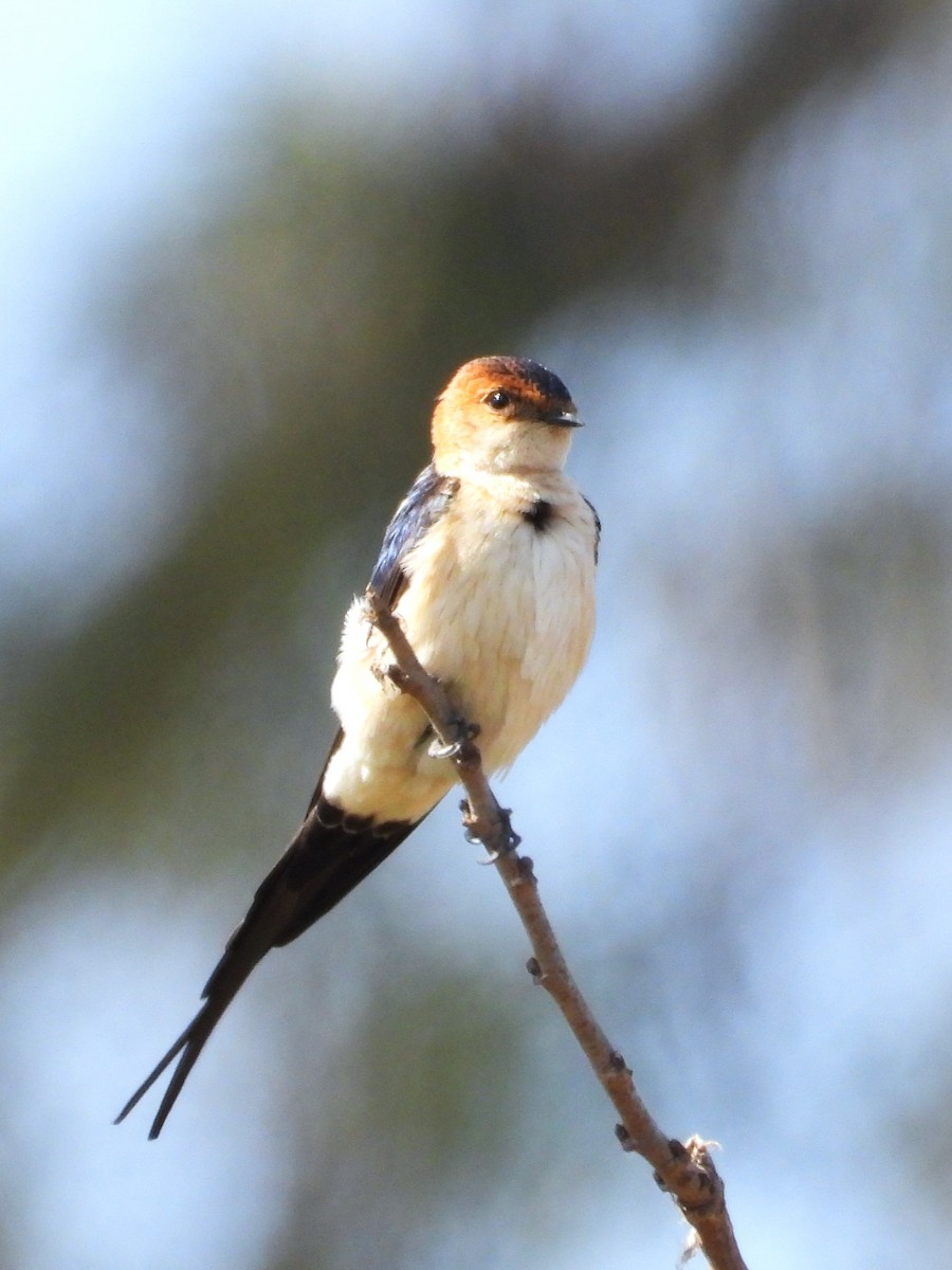 Red-rumped Swallow - ML591706441