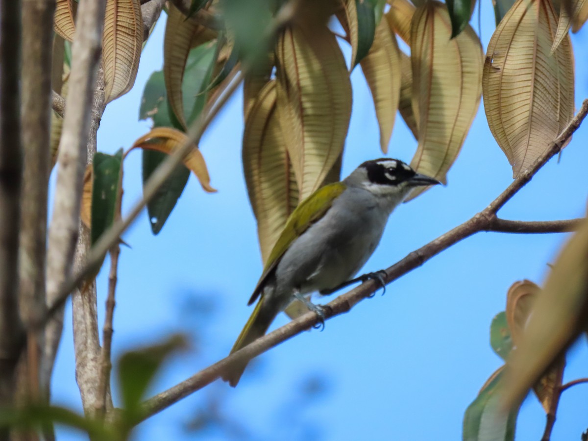 Black-crowned Palm-Tanager - ML591707281