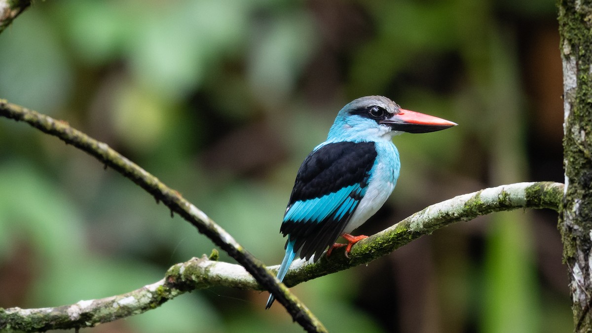 Blue-breasted Kingfisher - ML591707851